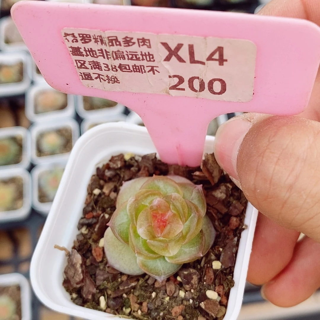 珍妮3cm多肉植物