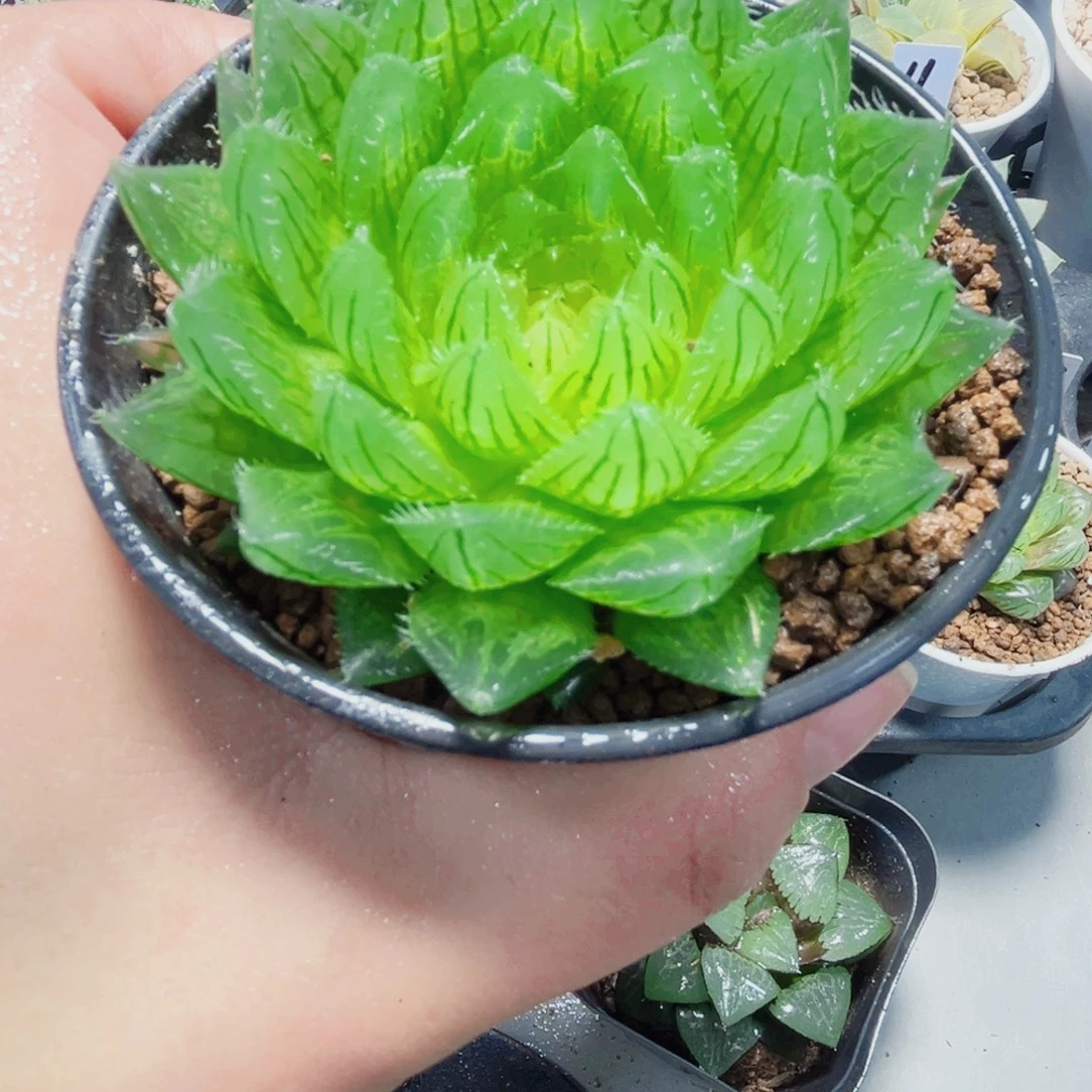 樱水晶多肉植物66666