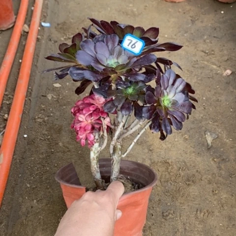 花蝴蝶丛林砍过一物一拍