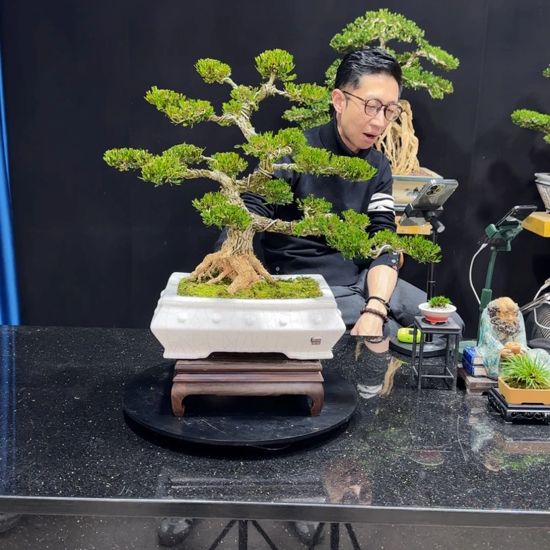 黄杨室内室外盆景艺术