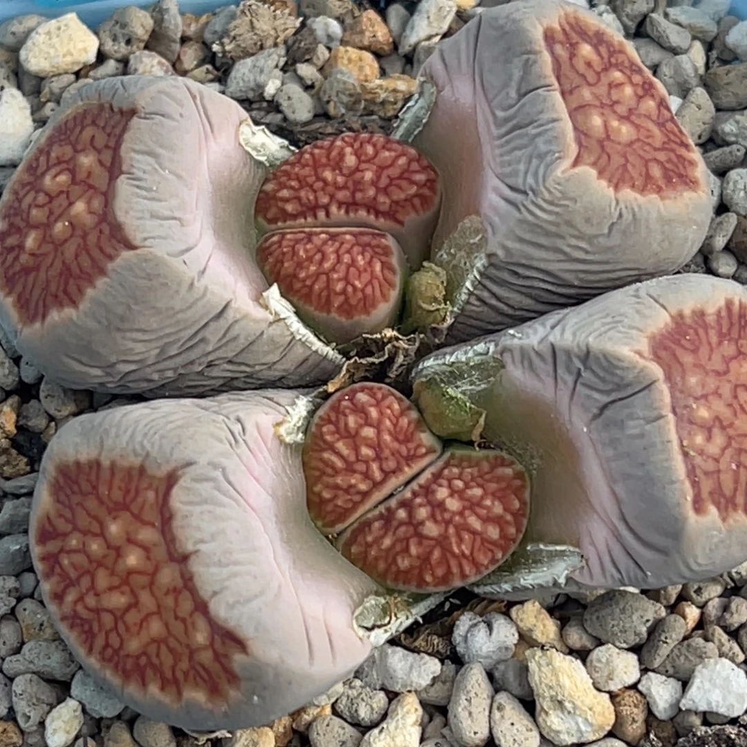 6708双头莲花红窗菊一颗