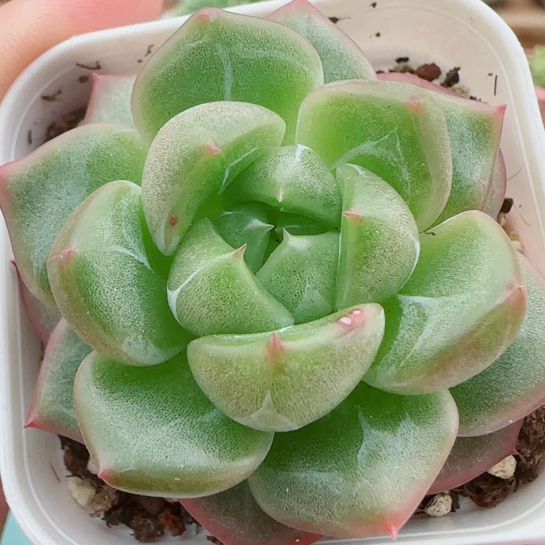 花语逸镜0925-57糖心