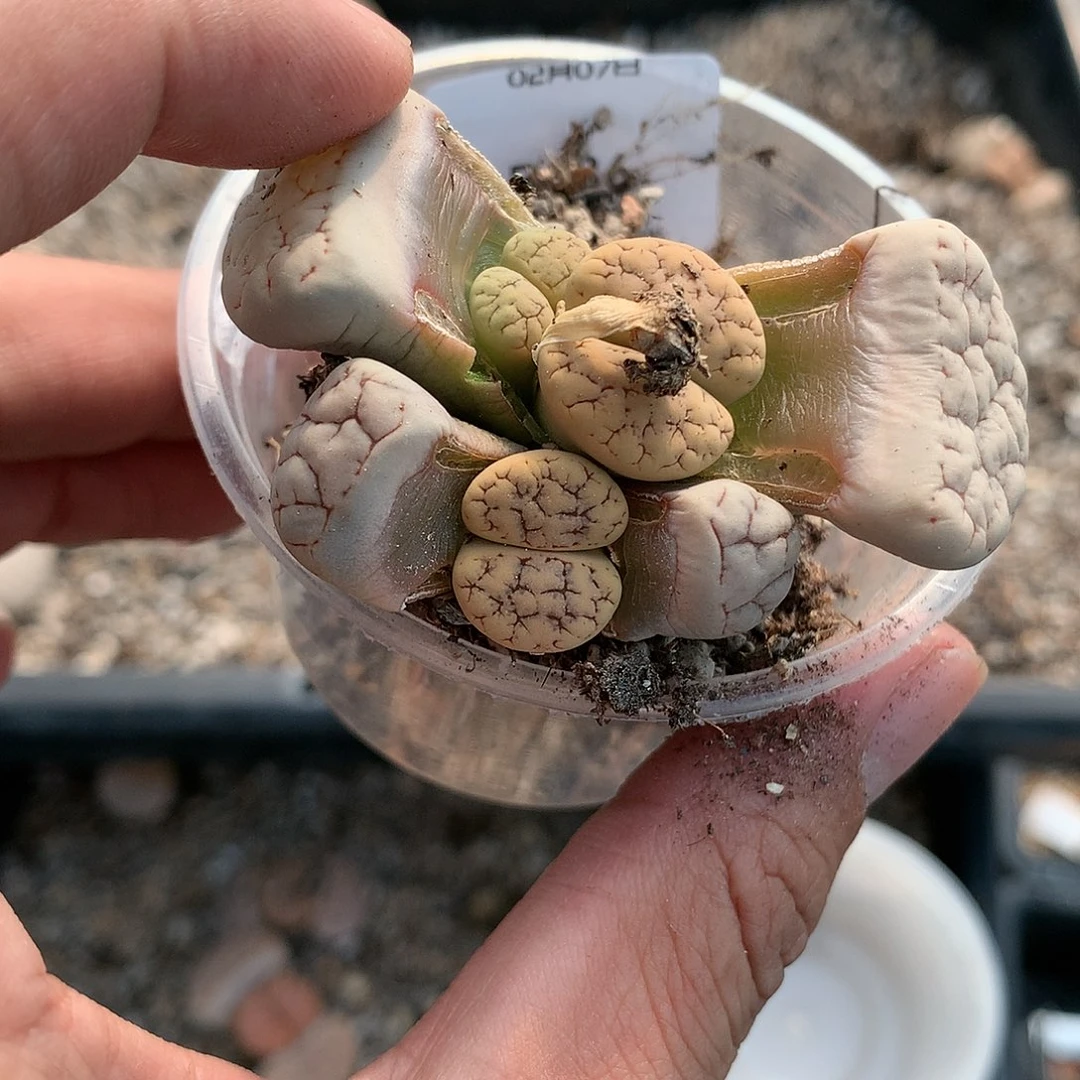 B436多肉植物保护研究所