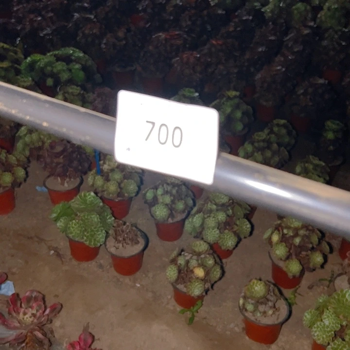 不***耀700丽娜万花筒粉花妖砍头各五个