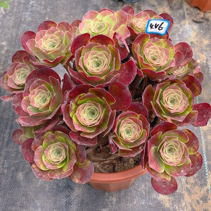 446魅金玫瑰多肉法师