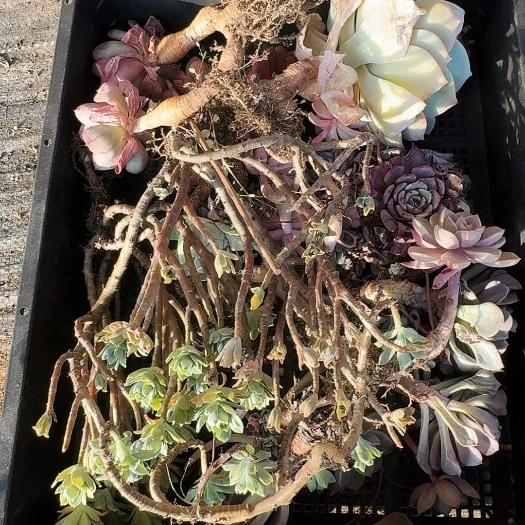夏*满20包邮零下拍保温箱56号筐无售后