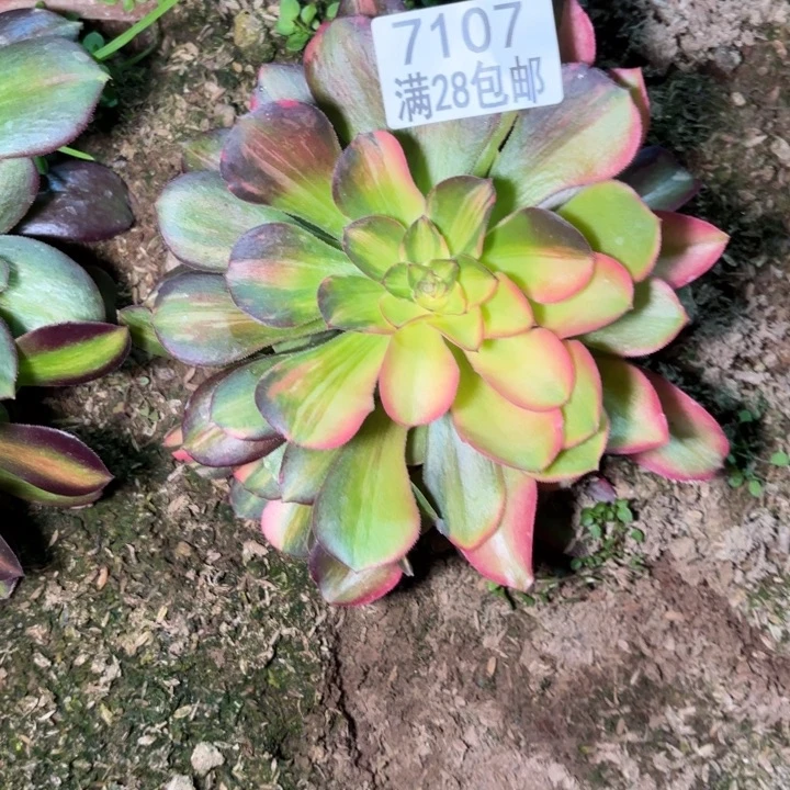 A.  707七彩拉丝多肉