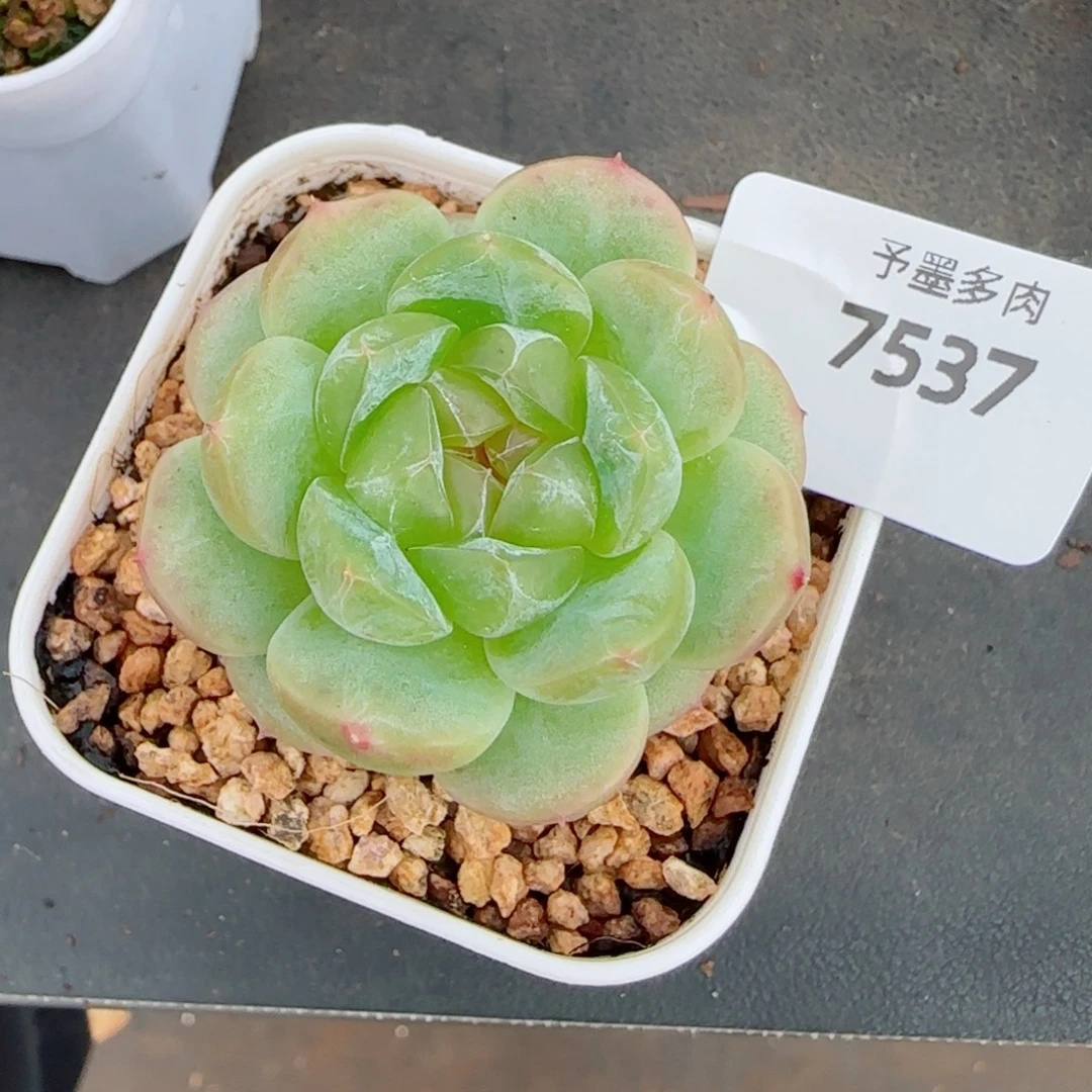 冷翠，7537多肉植物
