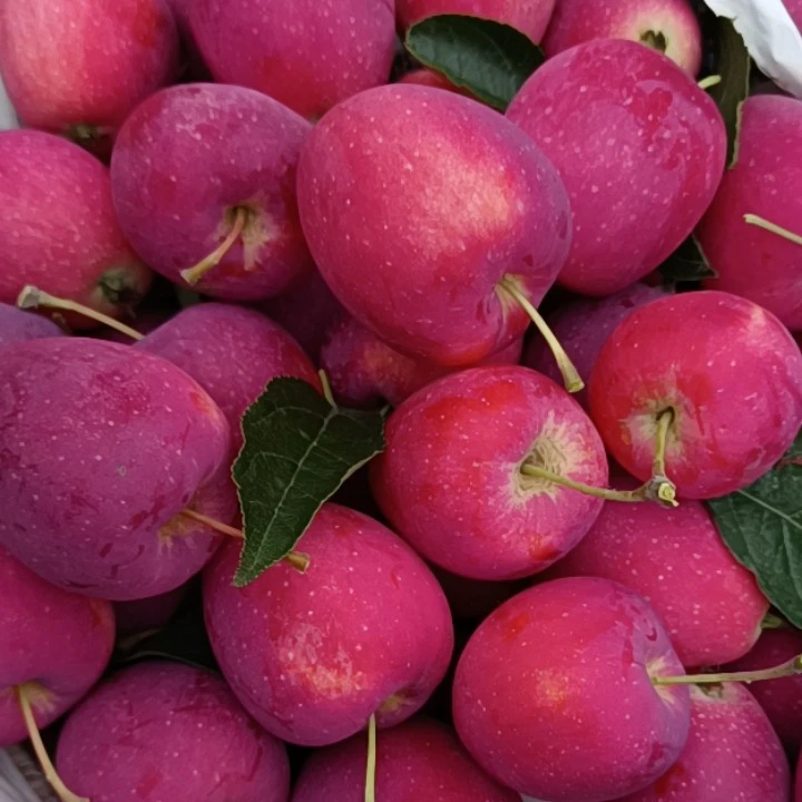 东北特产鸡心果，甜脆多汁冷藏保存