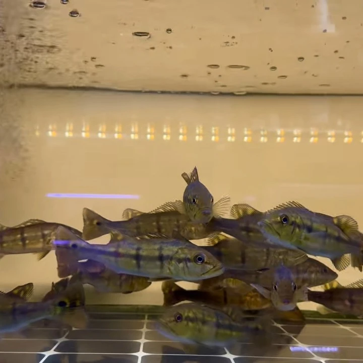 野生帝王三间，三间鱼经典款，凶猛好养活