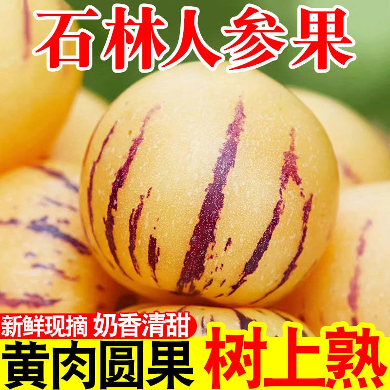 云南石林树上熟黄肉圆果果新鲜清甜多汁当季水果人参果