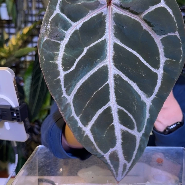 完全开放M99 紫水晶杂南美黑水晶  轻微叶损