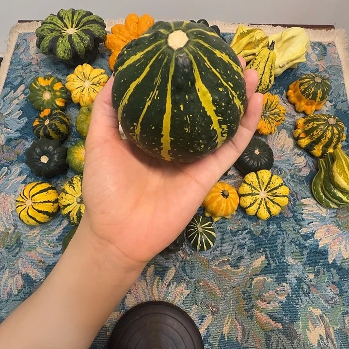 墨西哥葫芦葫芦哭了
