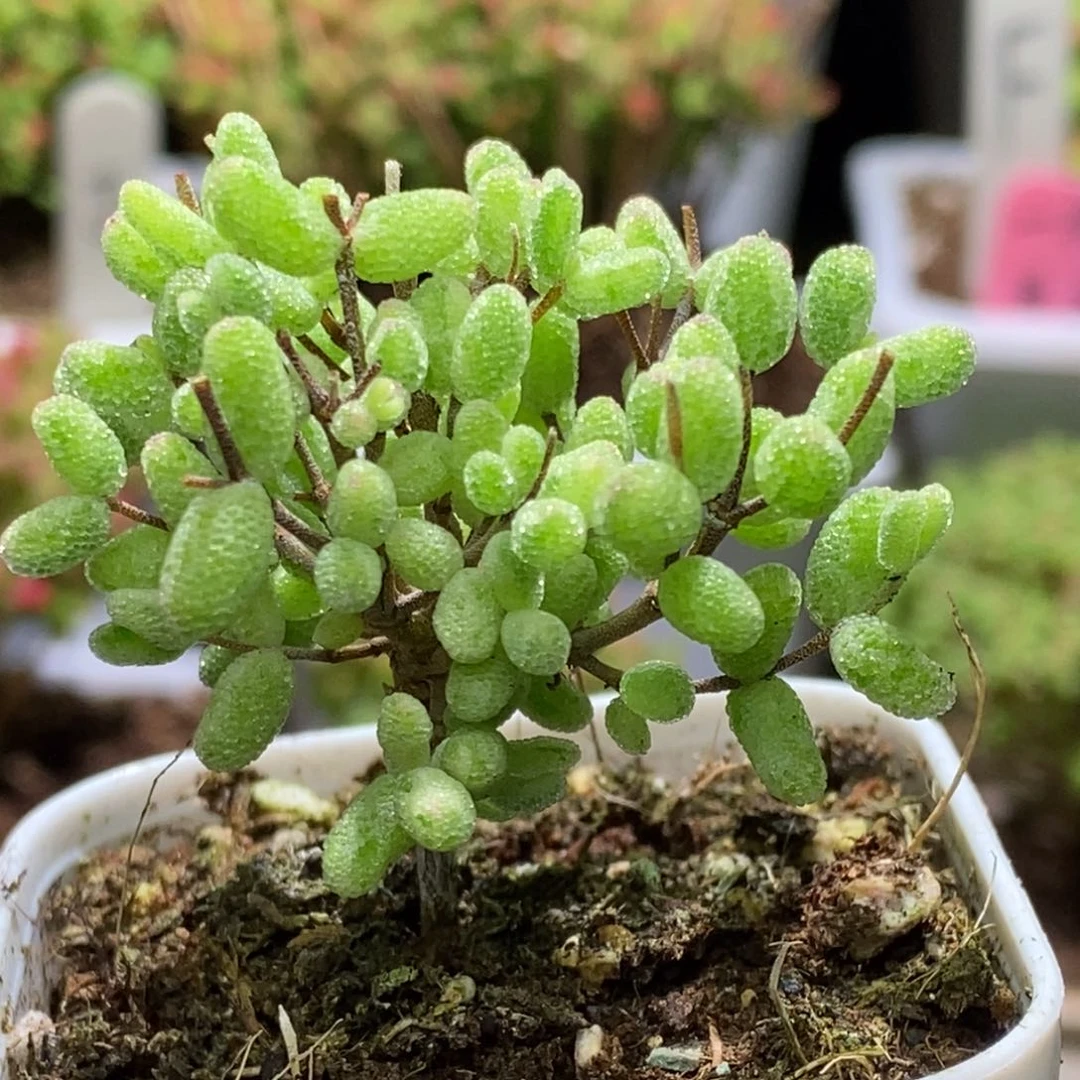 沐*づ福利款A945枝干番杏