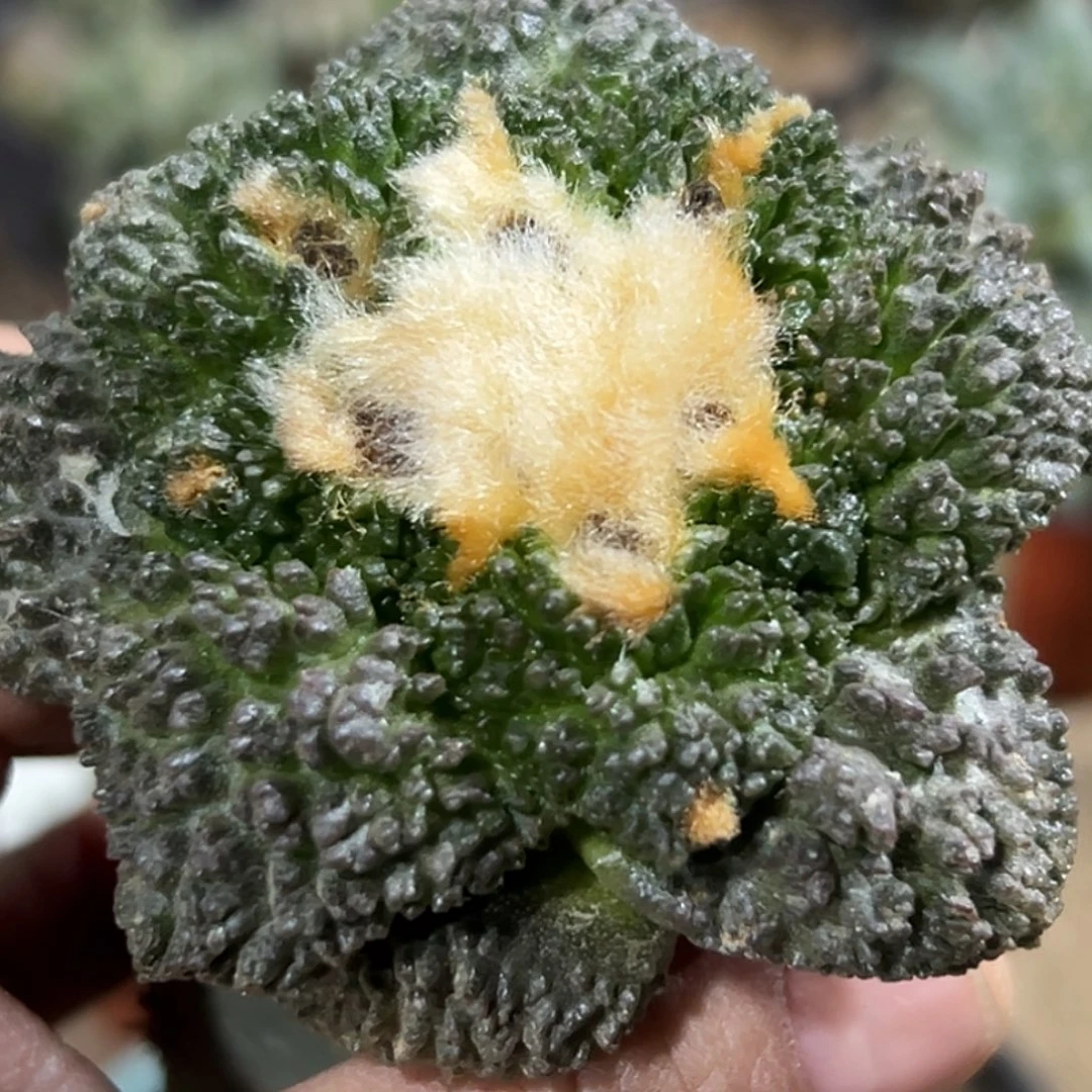 完全开放福利绣普大尤紫肌炸尤哥斯拉怒发的907