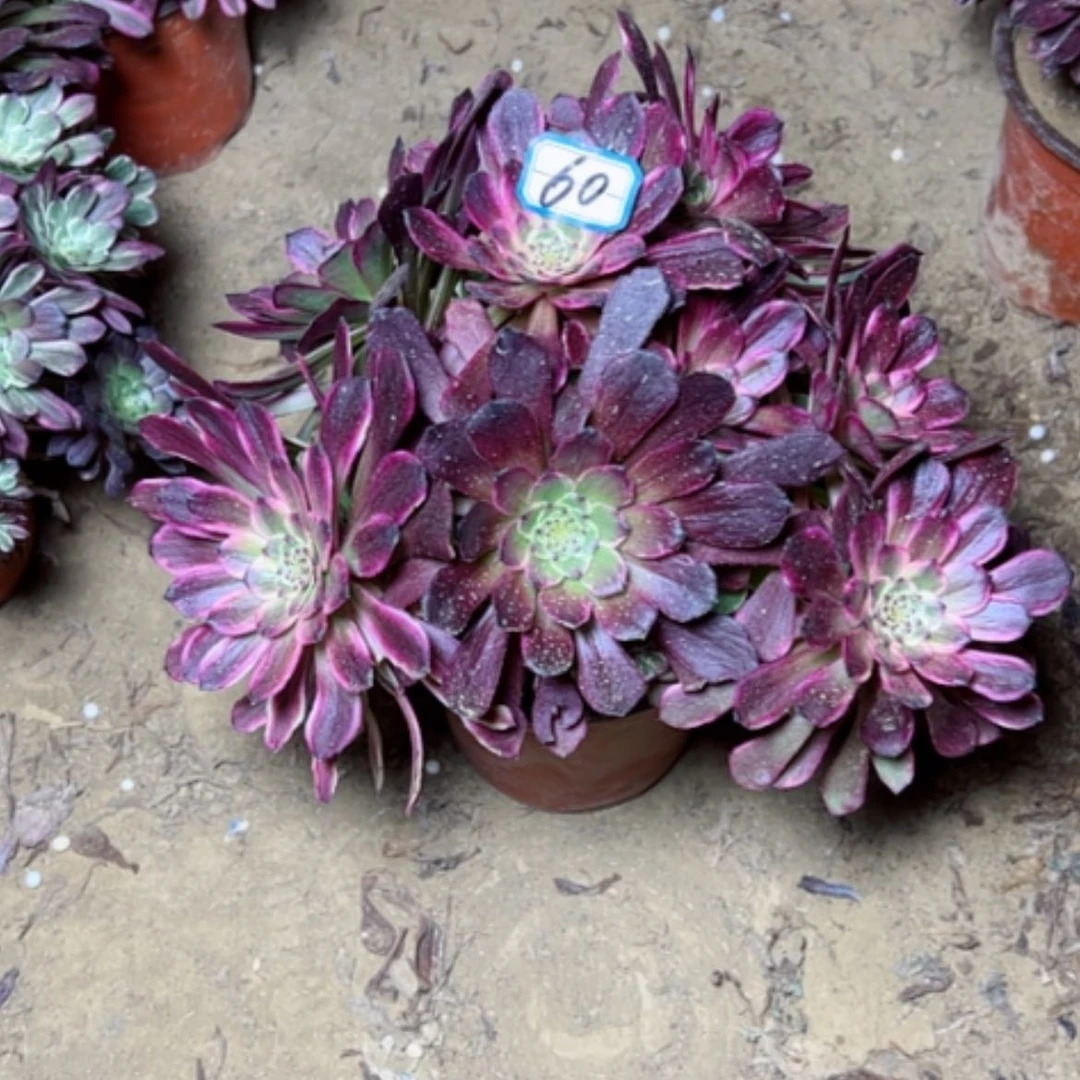 【闪购商品】多肉植物黑金刚60