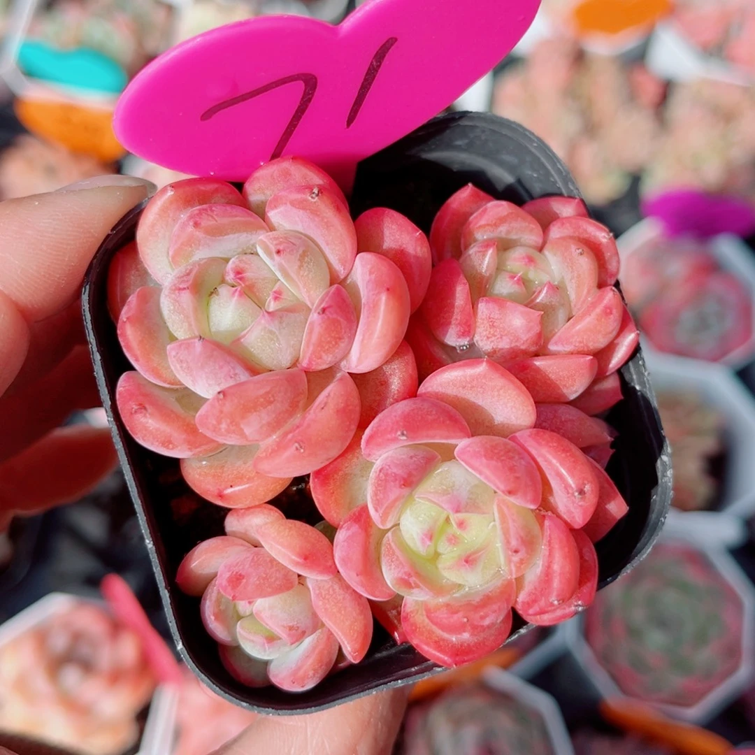 71号小老桩糖心群