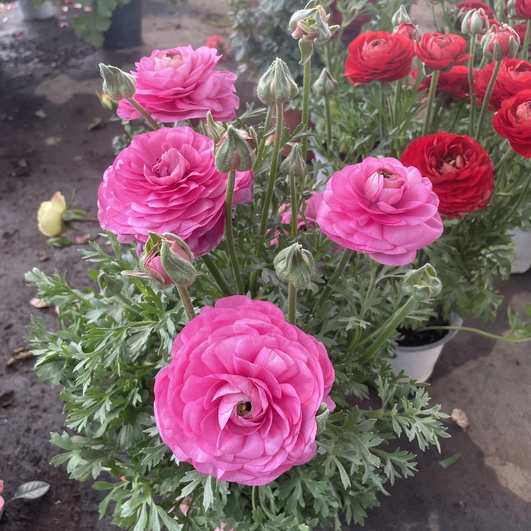 虞美人洋牡丹新手好养