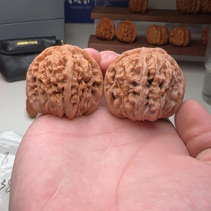 L42-43-38大肚子大克重一代楼S31号