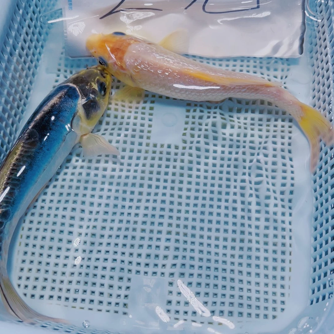 海水鱼锦鲤观赏鱼167