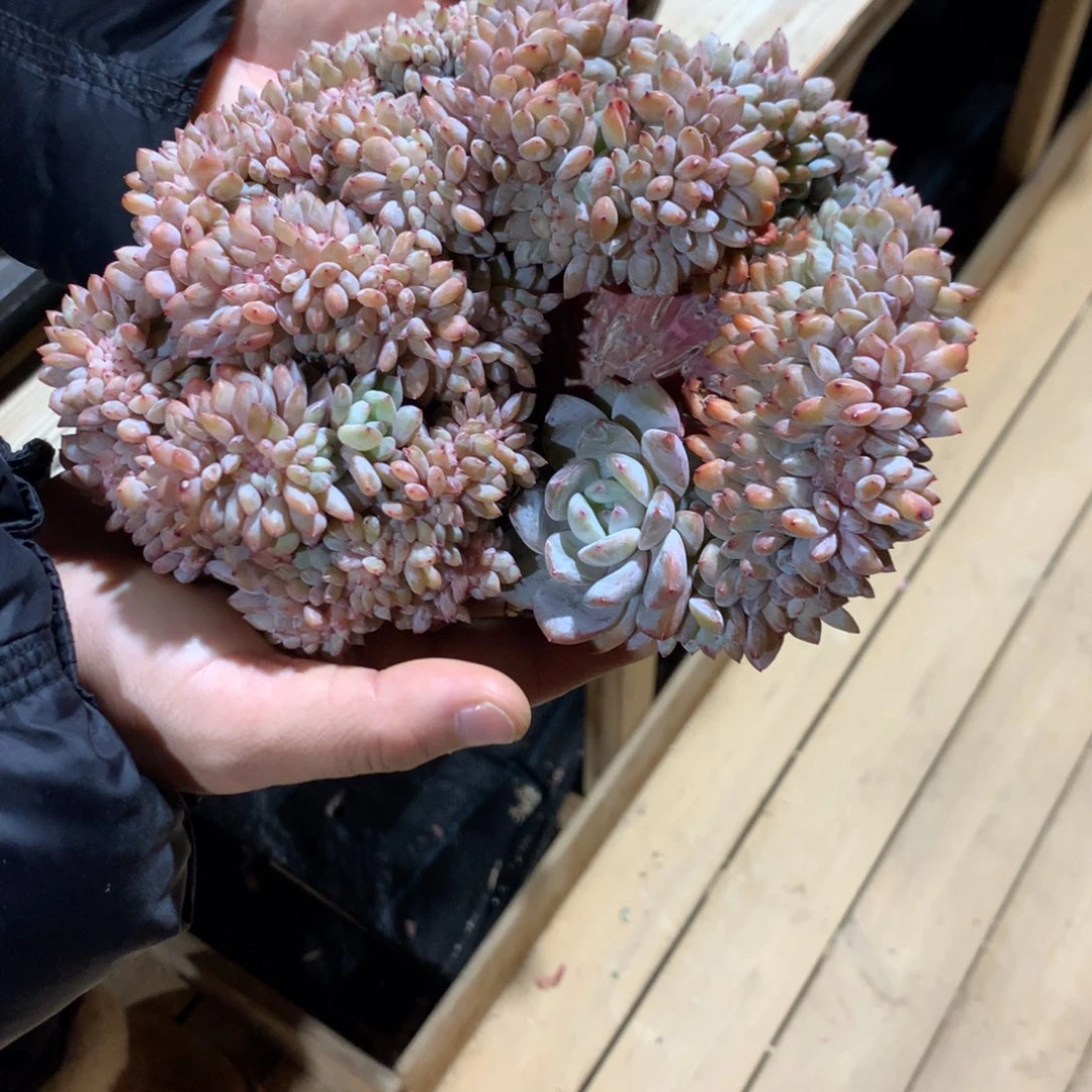 喵**?喵喵丸橙子缀化发货多肉