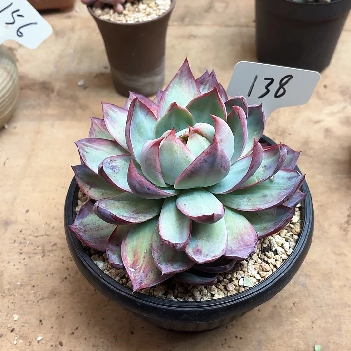 多肉植物，惊鸿仙子138号