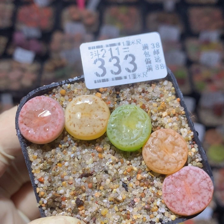 生石花多肉211.333