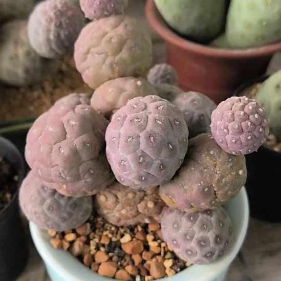 落***尘习志野仙人球直播