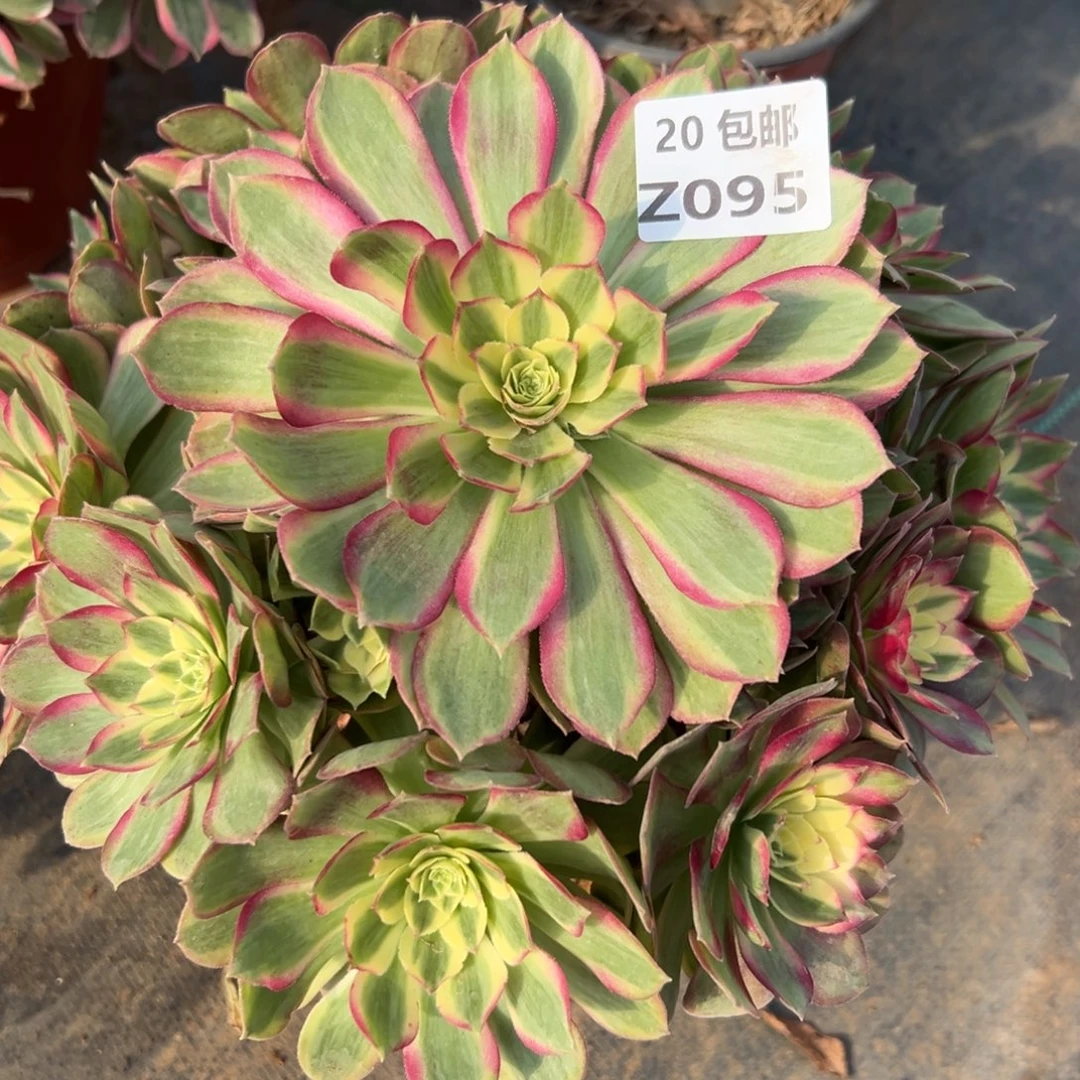 095粉体海王，满20包邮嘟叮熊