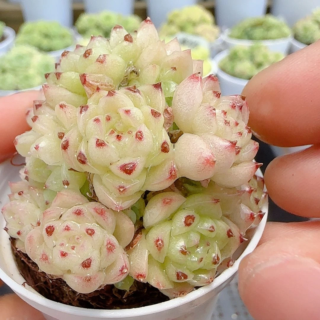 【闪购商品】0706-67秃子麦杆