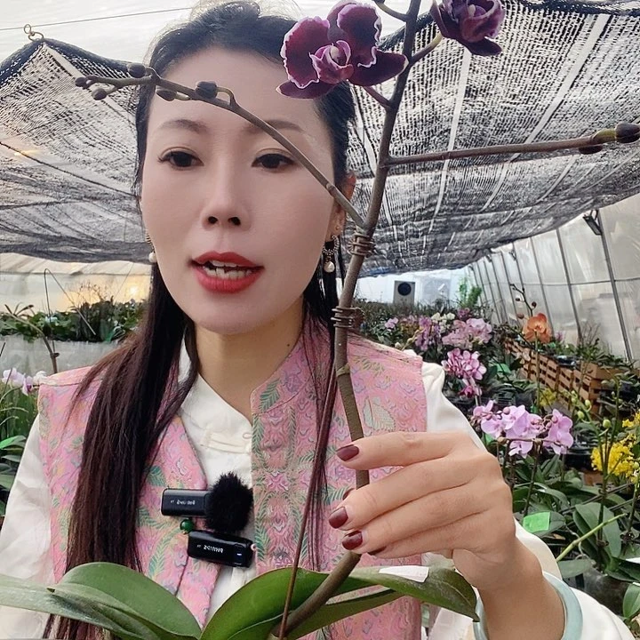 无花朵拉丁舞裙蝴蝶兰