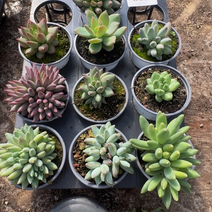 060多肉植物一物一拍不退不换
