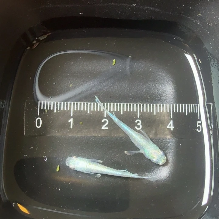 青鳉鱼109号拍品短鳍天使