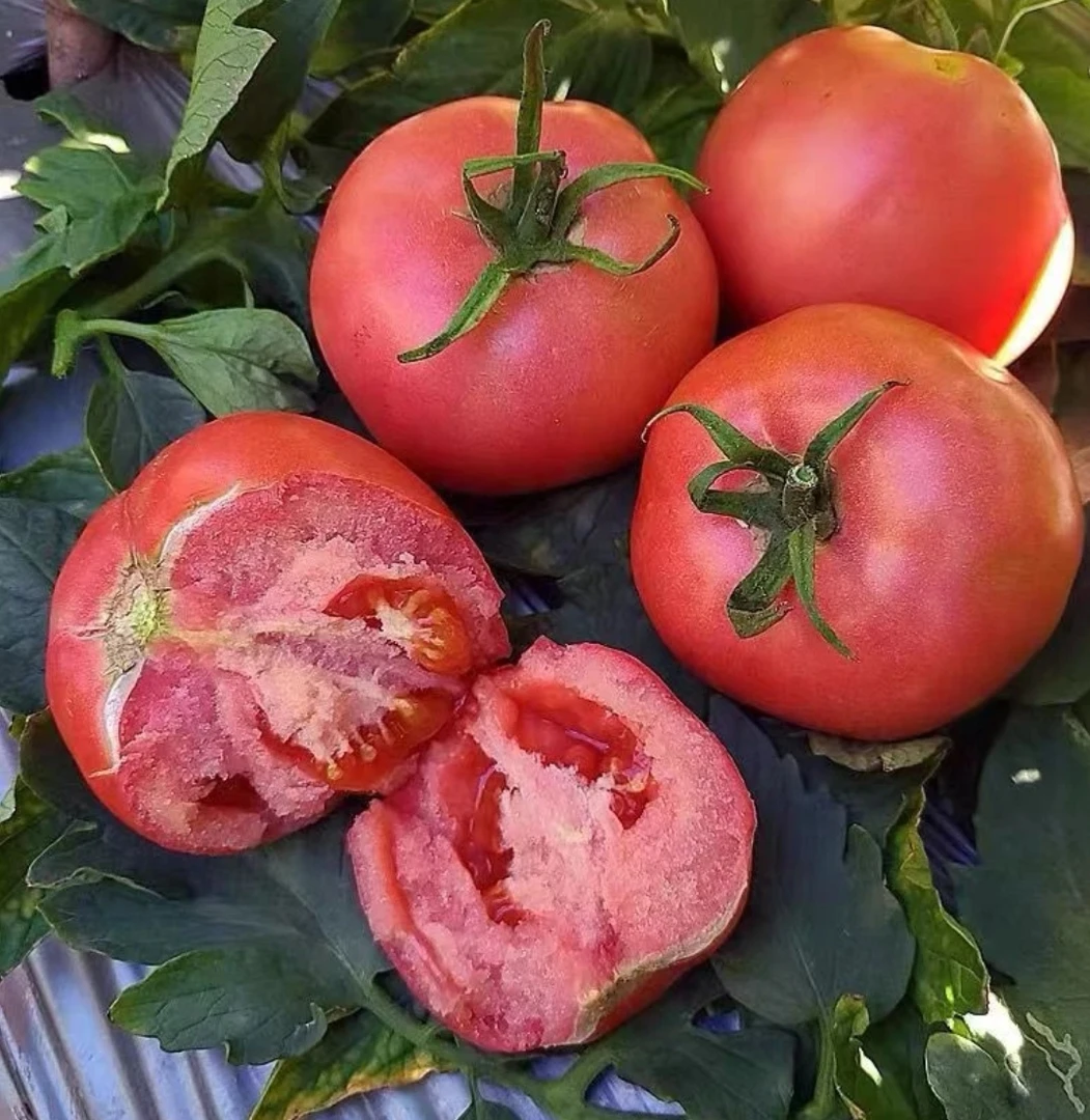 正宗东北头茬西红柿番茄农家自种现摘现发可生吃坏果包赔