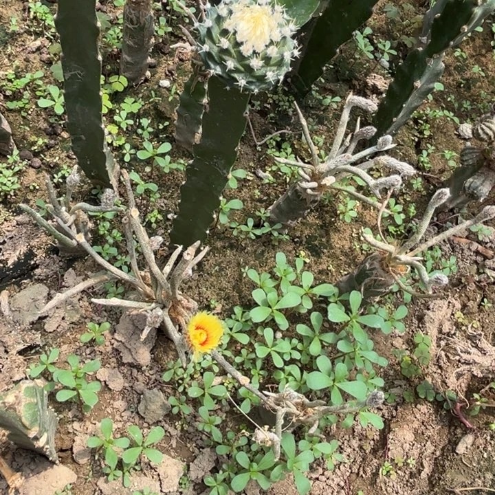 美杜莎仙人球嫁接开花