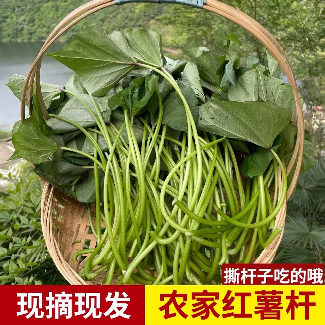 新鲜现摘农家自种红薯梗健康时令蔬菜红薯叶拍三斤发五斤