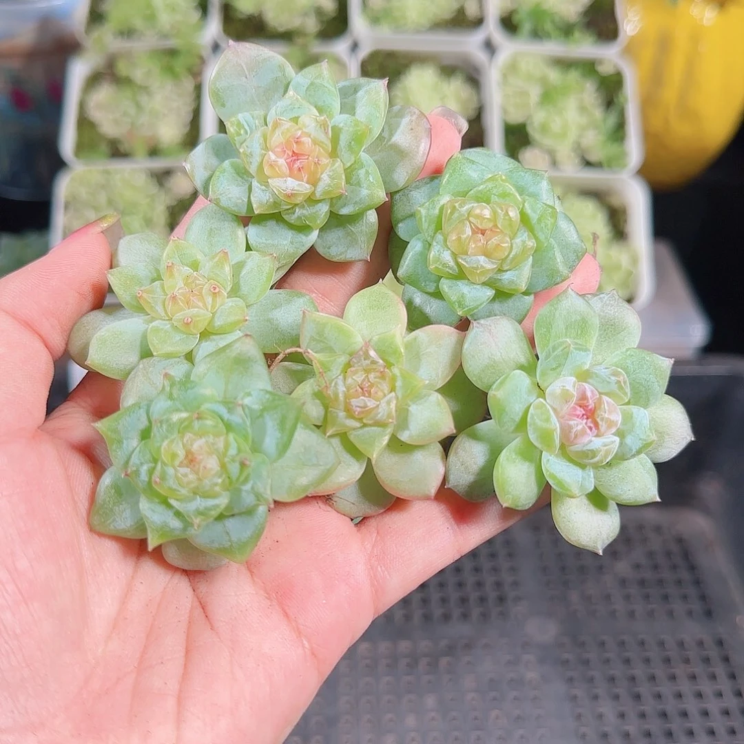 0914---132糖心珍妮