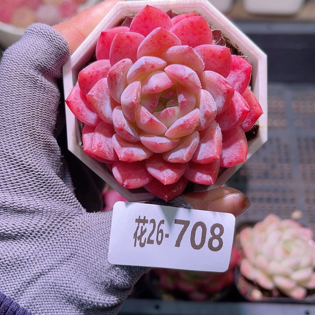 花26-708精选糖心