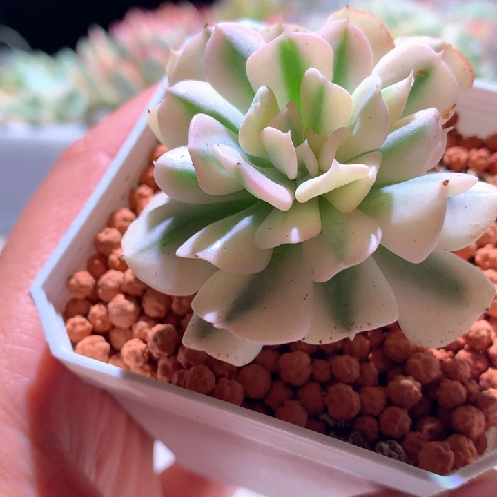 特玉莲白覆轮锦有根