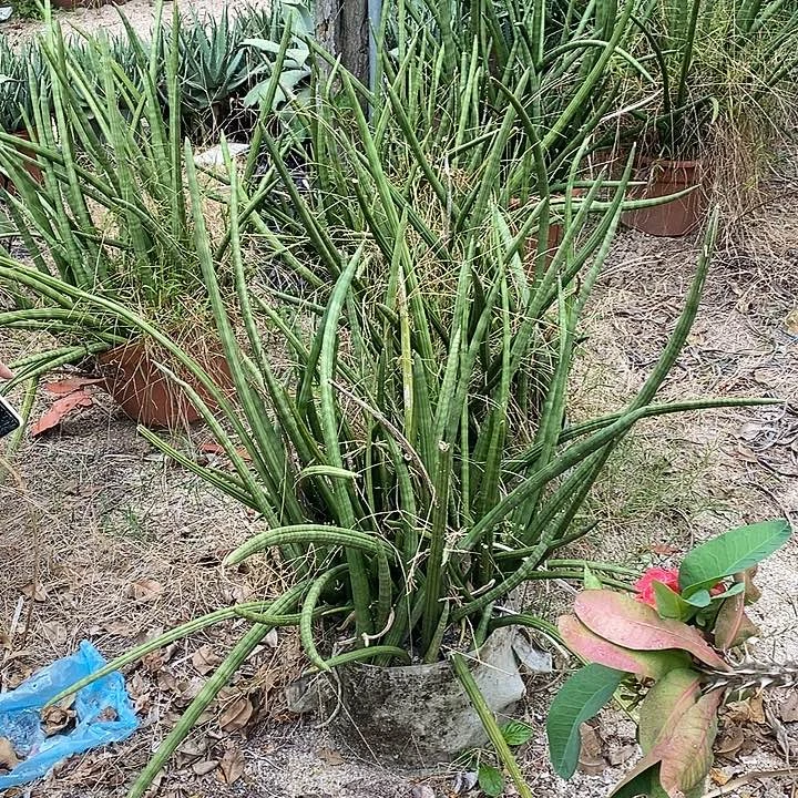 佛前香高度50-60公分