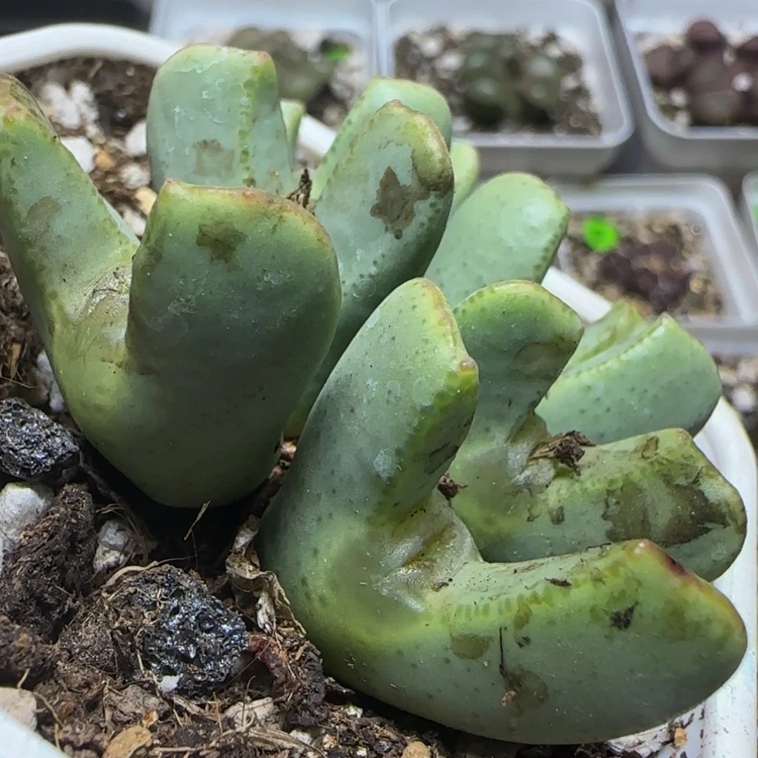 大眼睛嘟嘟嘴多肉植物54