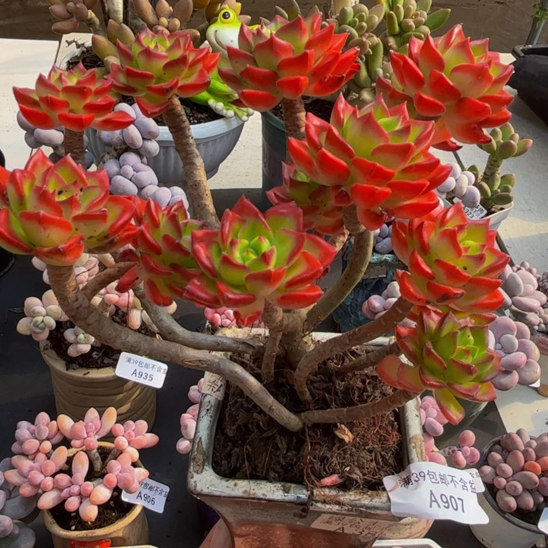 907/12cm帝亚多肉