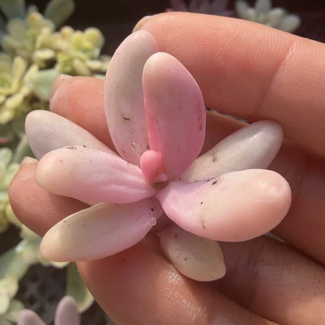 红手指锦白腹轮锦可以嫁接