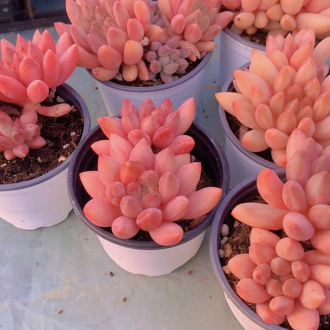 黄体双头水晶球356788999900