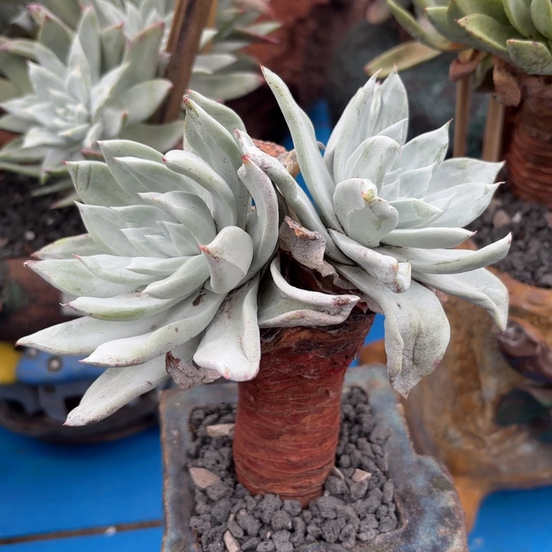 大圆叶杂，仙女杯多肉