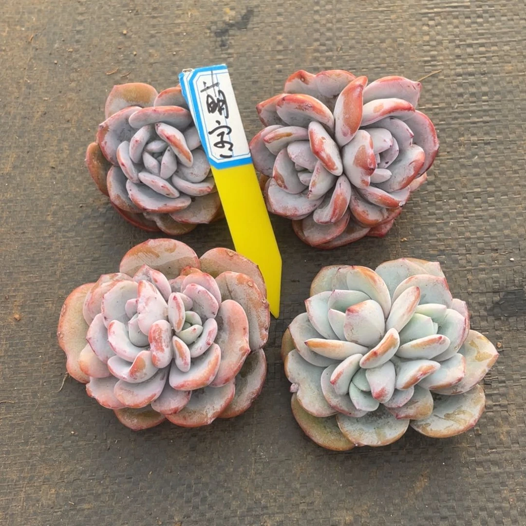 萌***。姐姐说她真的不是一般