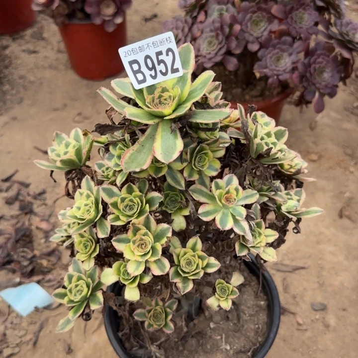 白兰地……多肉植物……