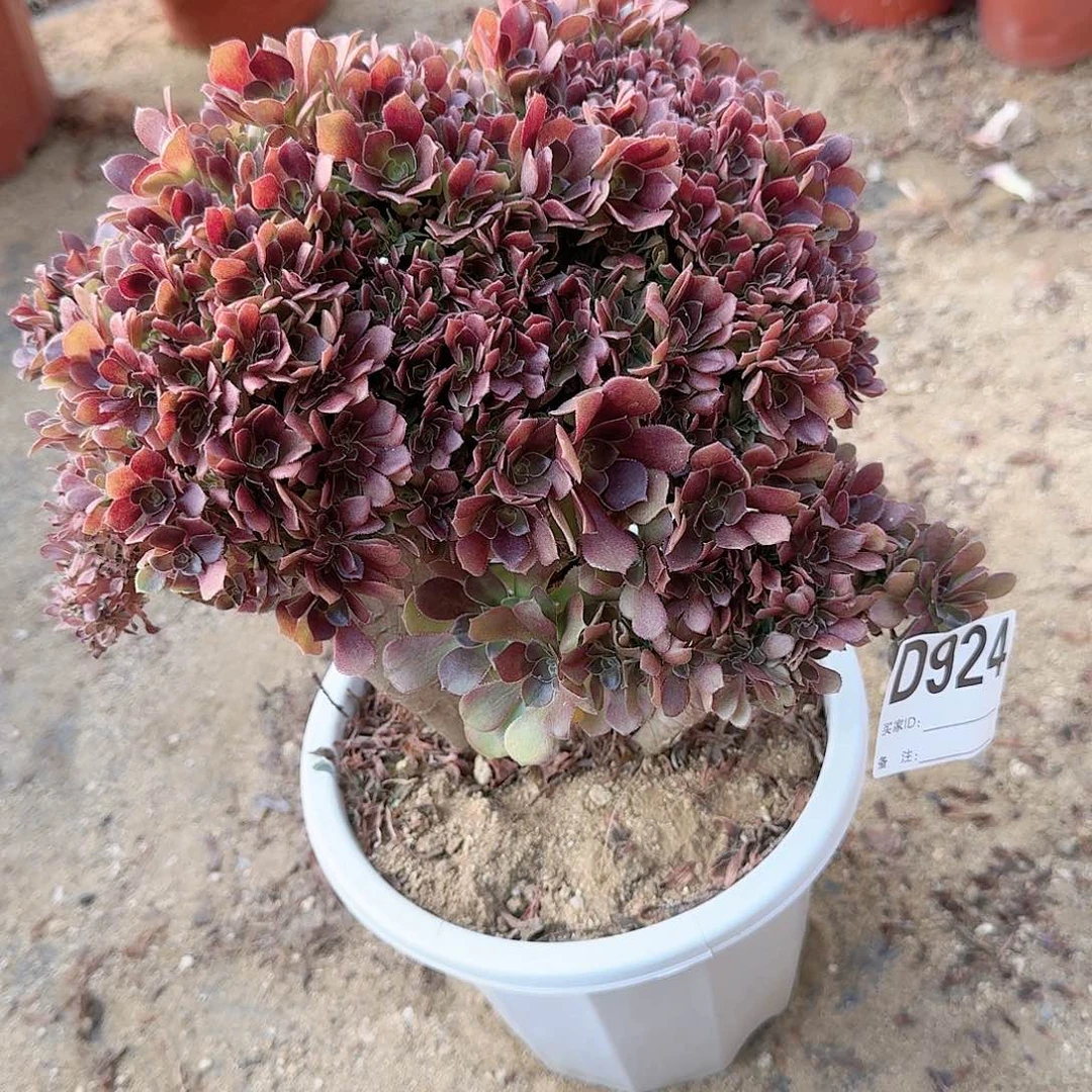 924玫瑰朵朵一颗呀呀