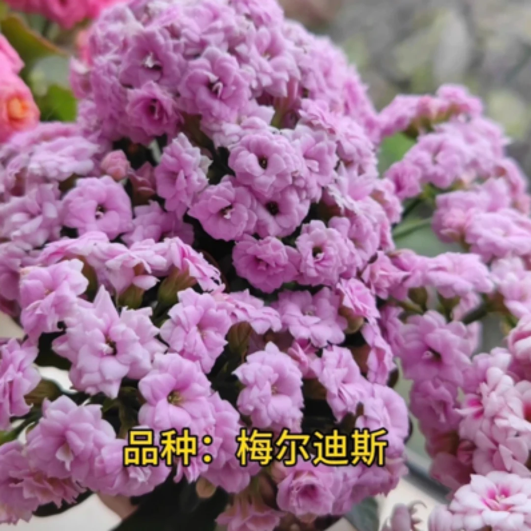 【梅尔迪斯】重瓣稀有长寿花