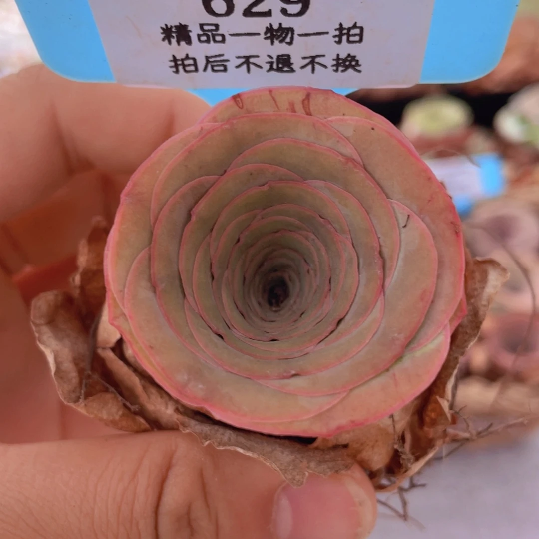 山地玫瑰529裸根发货不售后